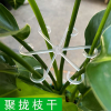 植物防倒伏支架龟背竹支撑杆春羽水培收拢架园艺绿植花卉盆固定器（透明4个）